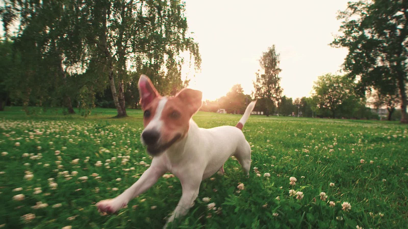 Dog running on grass