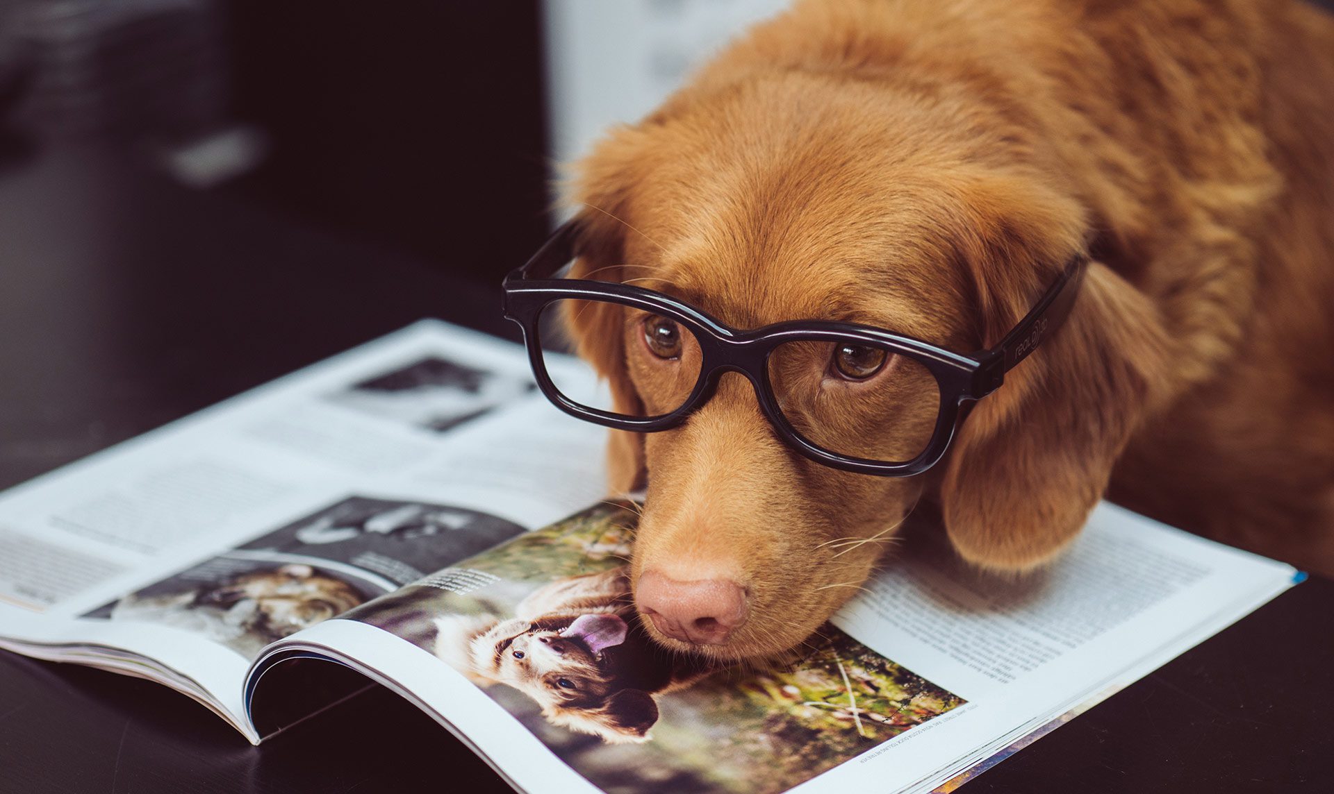 Dog wearing glasses