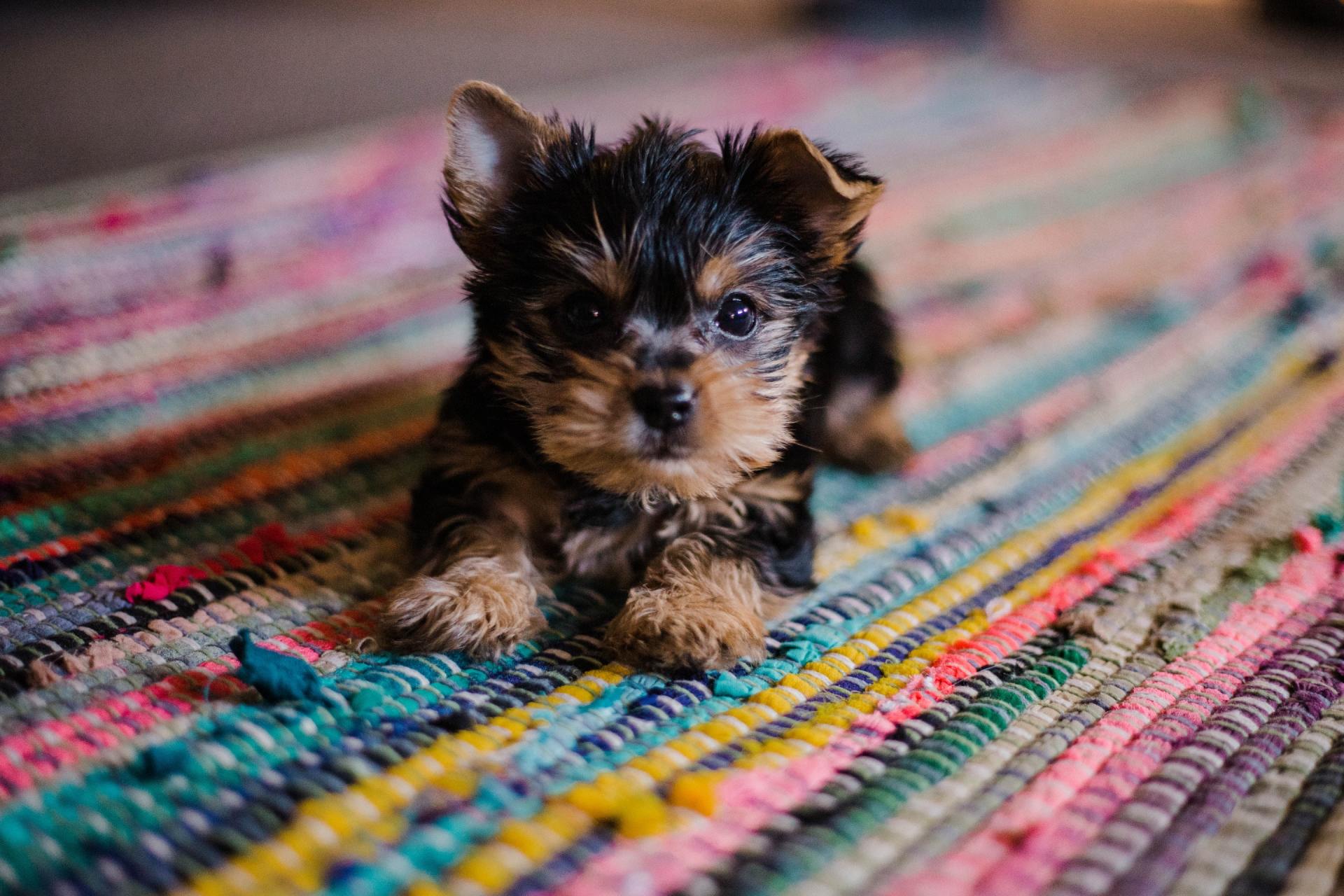 Little puppy on carpet