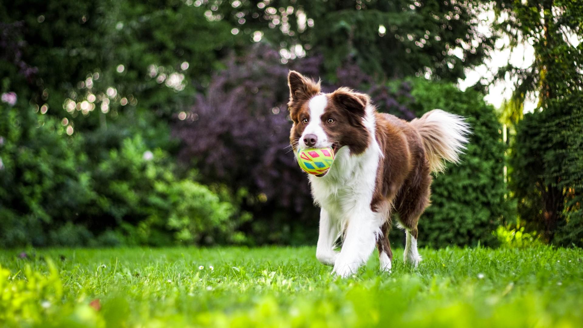 Dog with ball in mouth