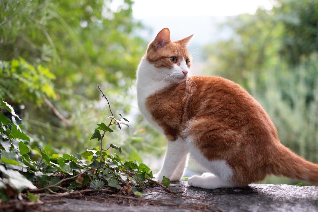 Orange and white cat outside