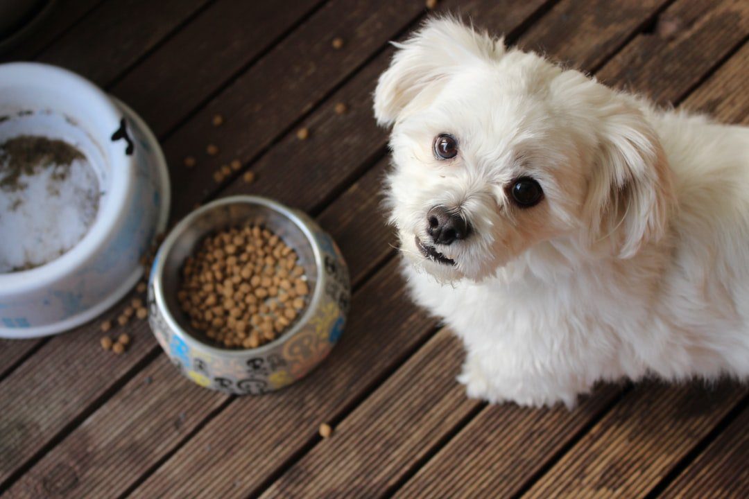 White puppy next to food bowl