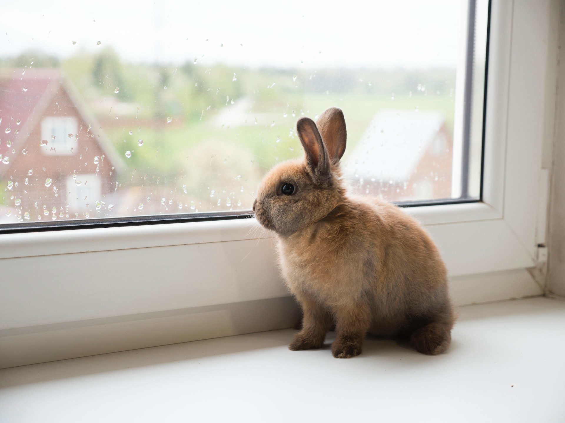 Rabbit looking out window