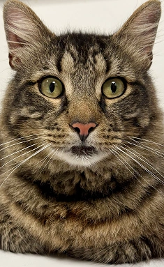 Cat Visit Online Store