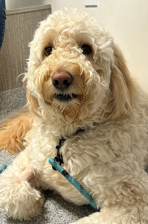 Shop Trusted Products for Your Pet Online