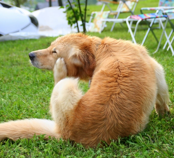 Pet Allergies & Dermatology