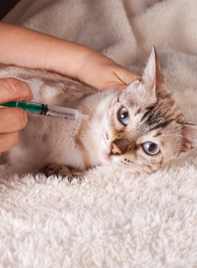 Wellness & Vaccinations