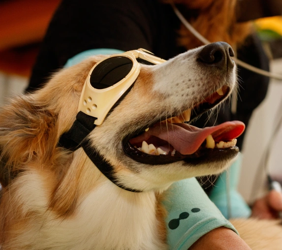 Pet Laser Therapy