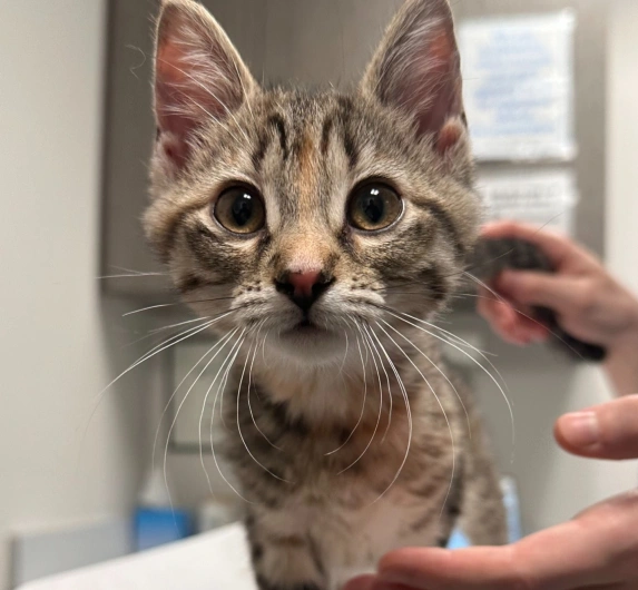 Pet Membership Plans