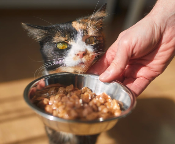 Pet Nutrition & Weight Management