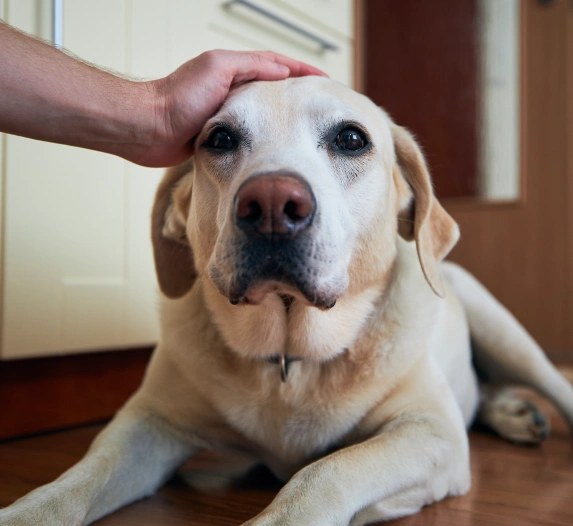 Pet Rainbow Bridge – End of Life Care