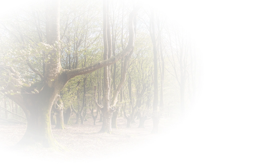 Welcome Background Tree