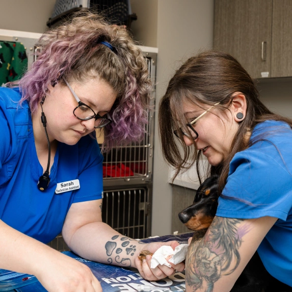 Pet Wellness & Vaccinations