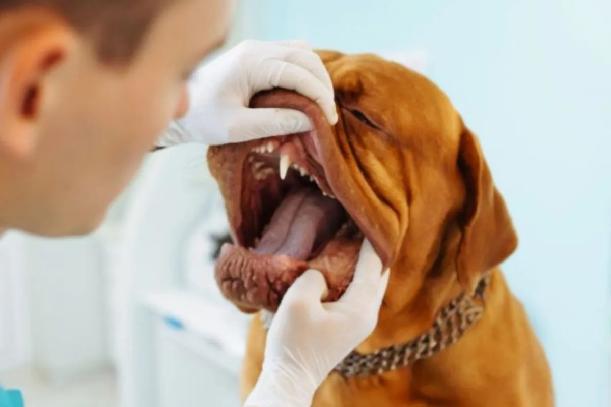 Dog Bad Breath: How Dog Dental Care Can Help Keep Your Pet’s Breath Fresh