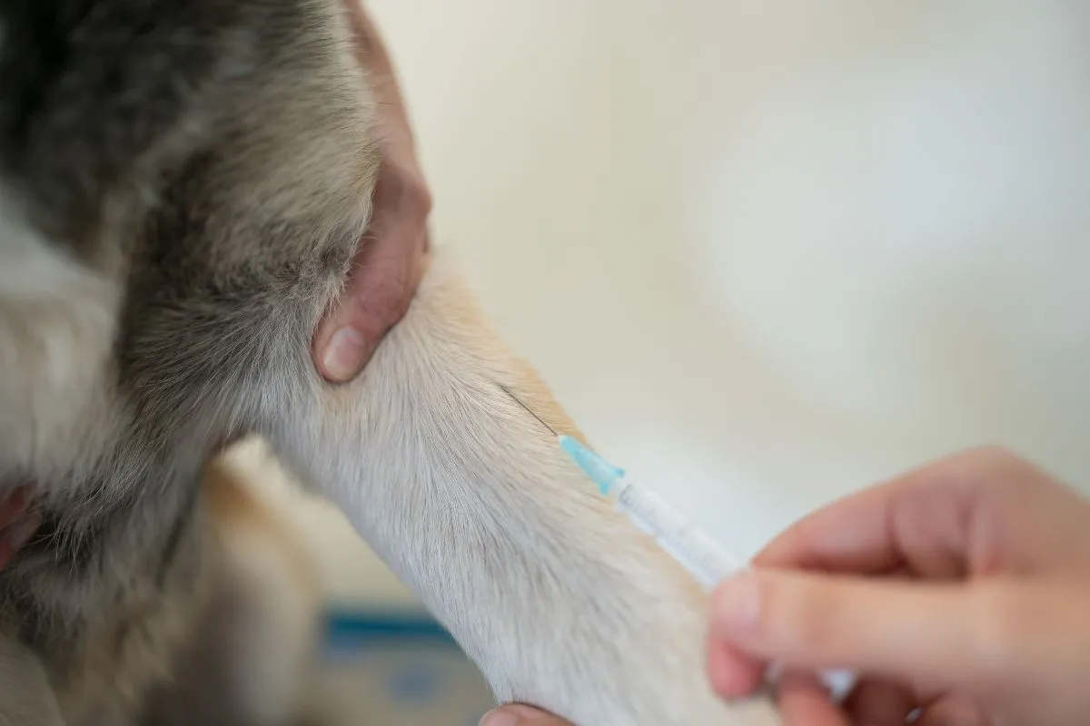 Why Routine Blood Tests Are Vital for Your Senior Dog’s Health