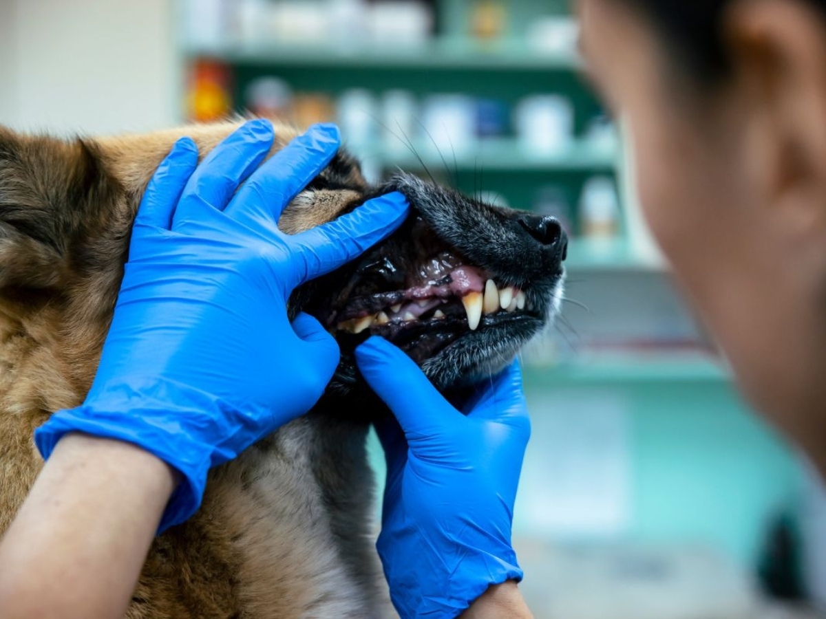 how-dental-care-keeps-your-pet-healthy-and-happy