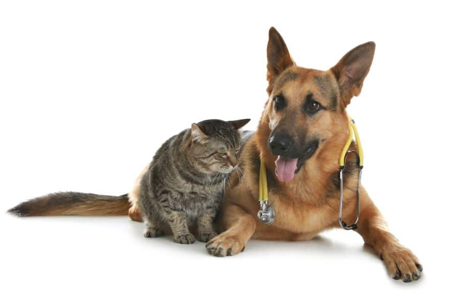 Why Prompt Urgent Pet Care Can Benefit Your Pet