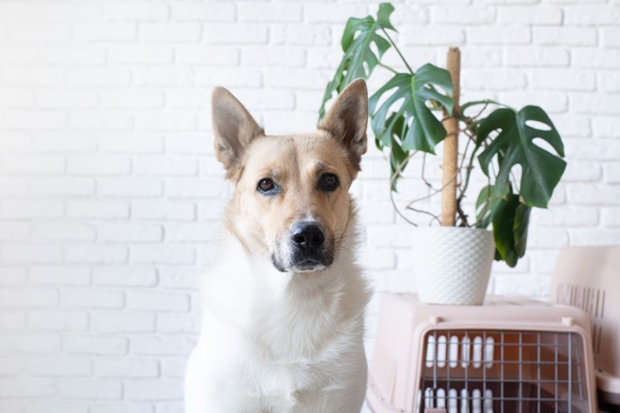 Why Wellness Care for Pets Is Essential for Long-Term Health