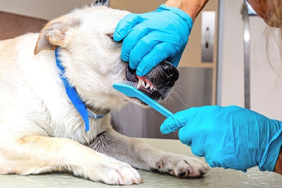 Why Professional Pet Dental Cleanings Are Different From Brushing at Home