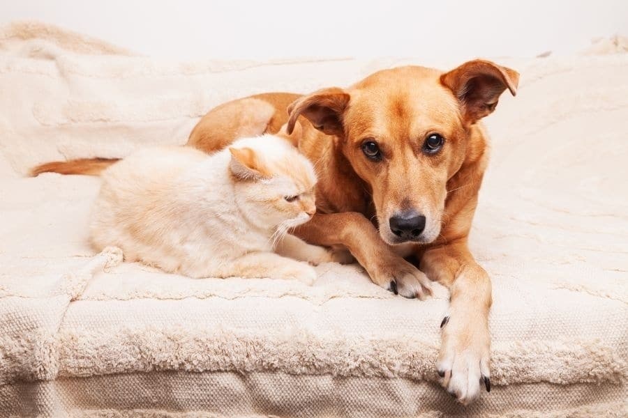 Why Prompt Urgent Care Matters After Your Pet Swallows Something Harmful