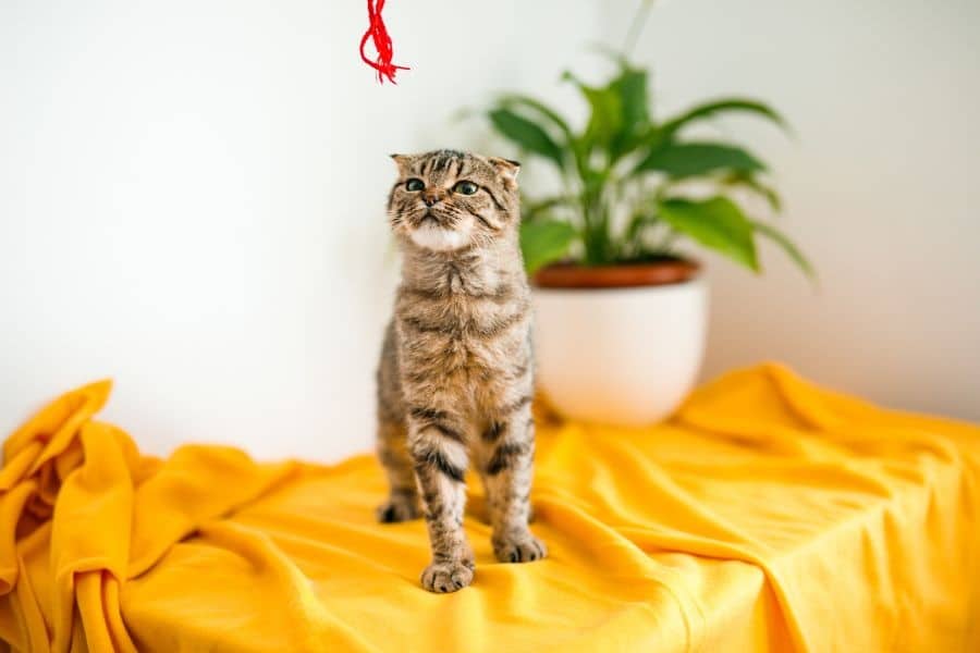How Urgent Vet Care Helps Pets Recover Faster