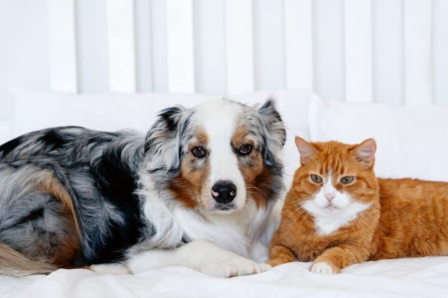 Why Routine Labs Matter for Your Pet’s Health