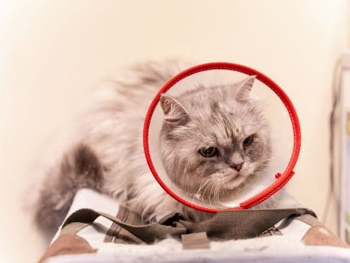 10-things-to-do-after-pet-surgery