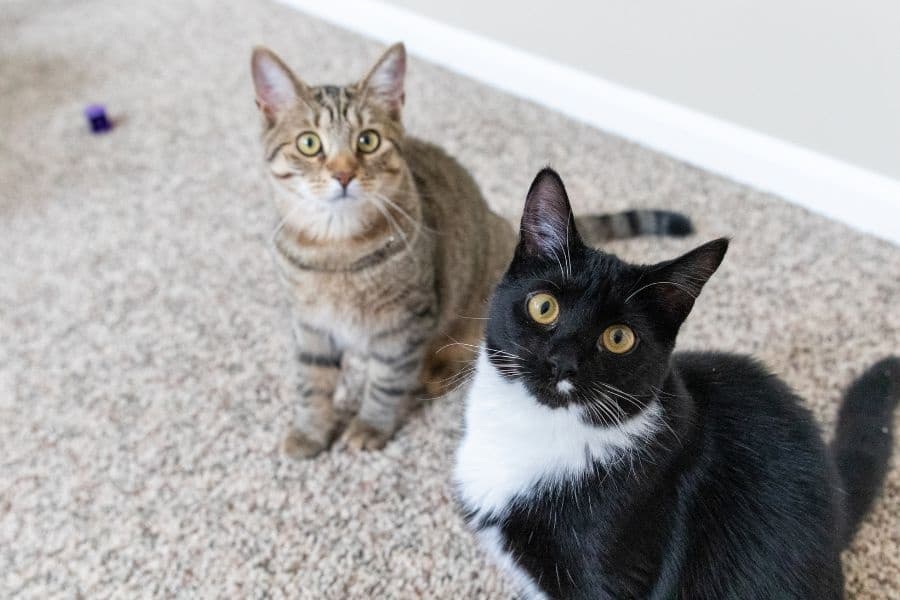 How Pet Owners Decide Between Waiting at Home and Seeking Urgent Care