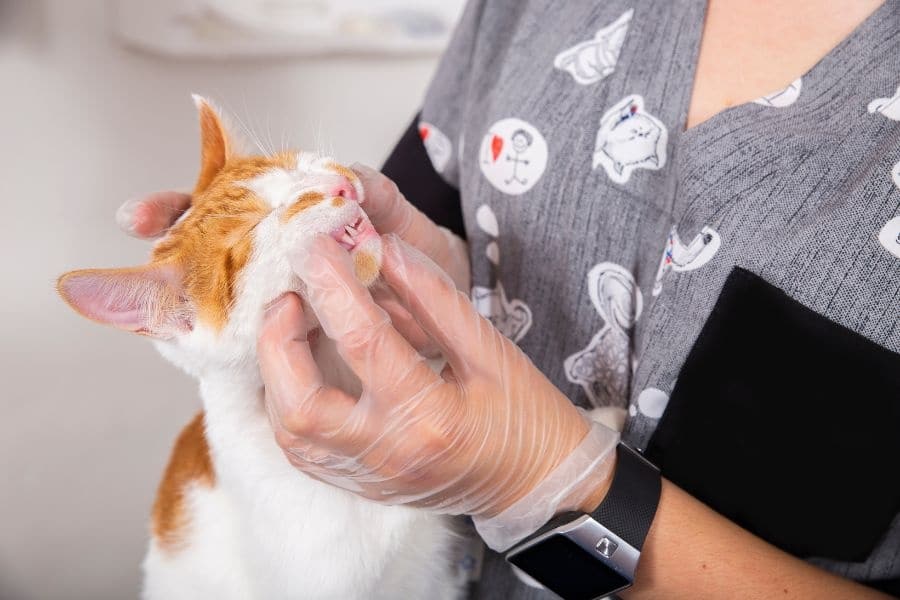Managing Severe Mouth Inflammation in Cats