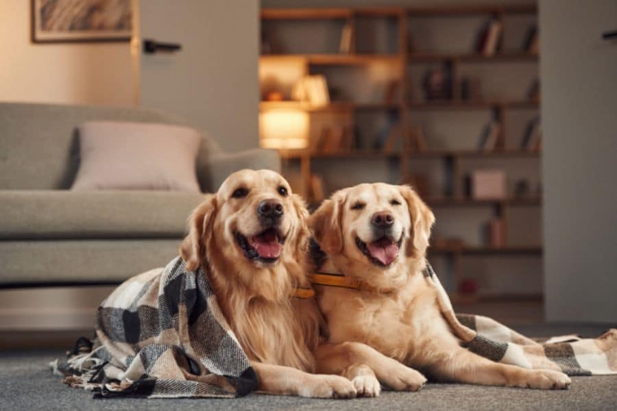 X Ray vs Ultrasound for Pets