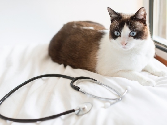 several-diagnostic-tests-pet-diagnostic-care-indianapolis