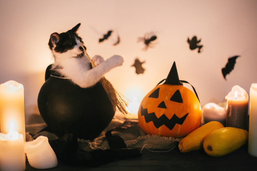 halloween-cat-names-costume-safety